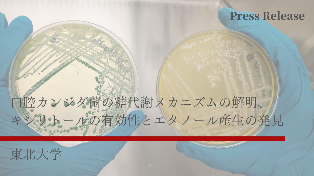 口腔カンジダ菌の糖代謝メカニズムの解明、キシリトールの有効性と