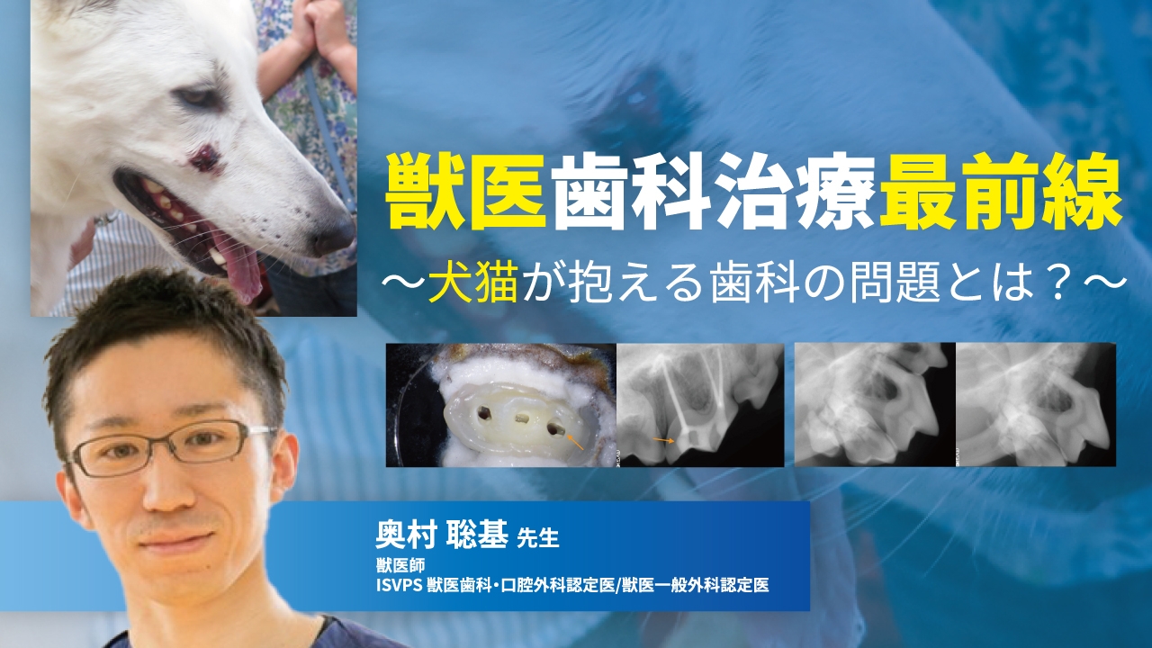 犬の診療最前線 定価25,000円 犬の診療最前線 - メルカリ