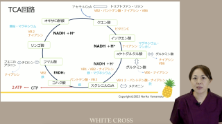 【第1回】知っておきたい基本の知識～栄養指導をするための準備をしよう～の画像です。