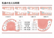 乳歯の生える時期の画像です。
