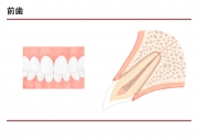 前歯の説明の画像です。