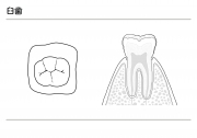 臼歯の説明（モノクロ）の画像です。