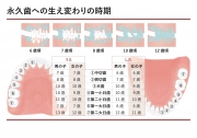 永久歯の生える時期の画像です。