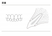 前歯の説明（モノクロ）の画像です。
